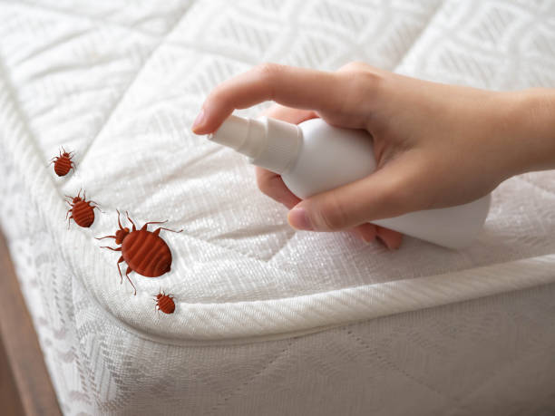 Flea Control Services in University Of Virginia, VA